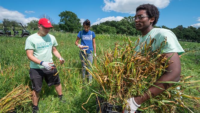 Badger volunteers engaging in a sustainability project clearing an area