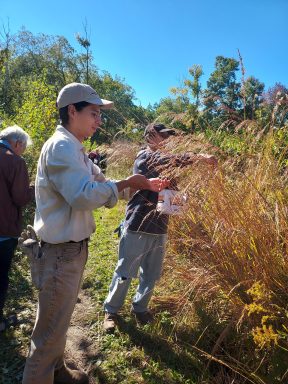 Pictures the restoration team leader Diego Rojas collecting seed at Marion Dunn Prairie.